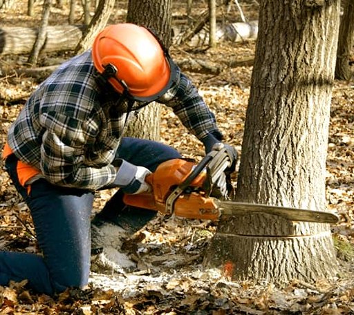 Tree Removal in Opp, AL